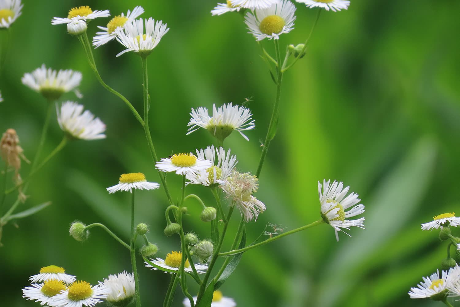 ヒメジョオン | Erigeron annuus