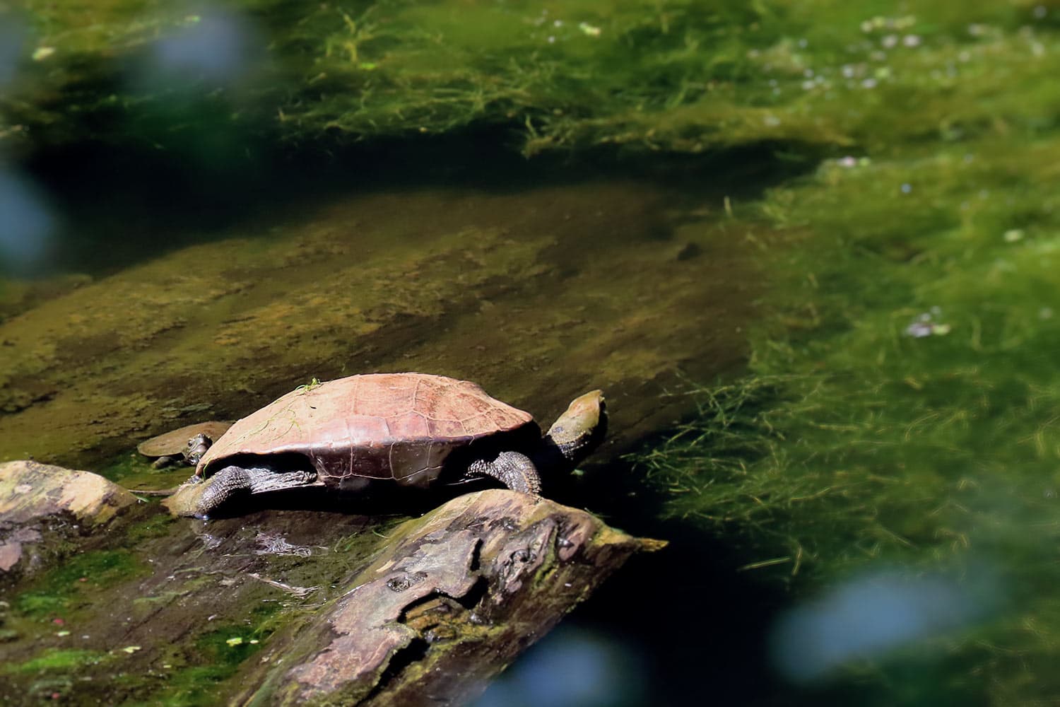 Turtle | Mauremys japonica | ニホンイシガメ