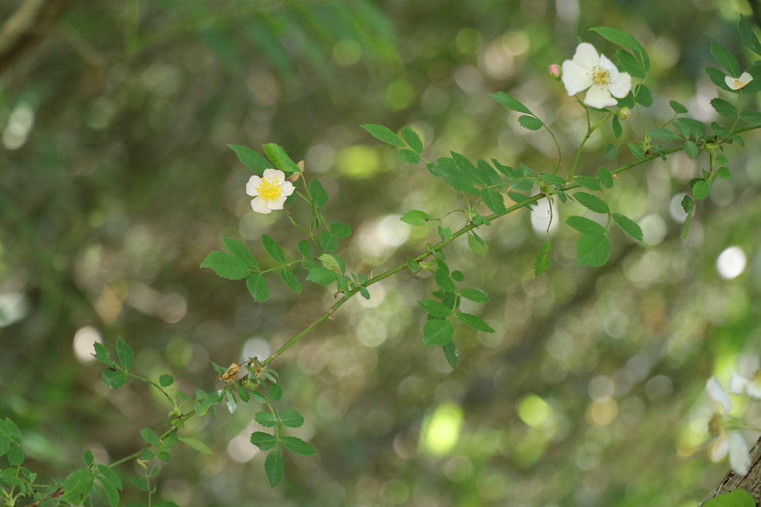 Rosa multiflora | ノイバラ