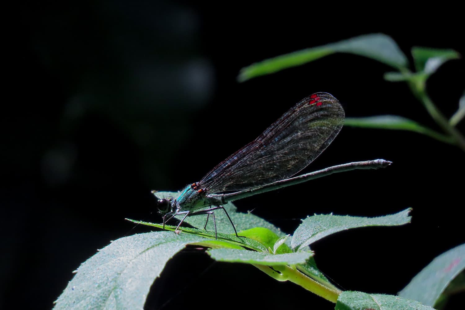 アサヒナカワトンボ | Mnais pruinosa Selys