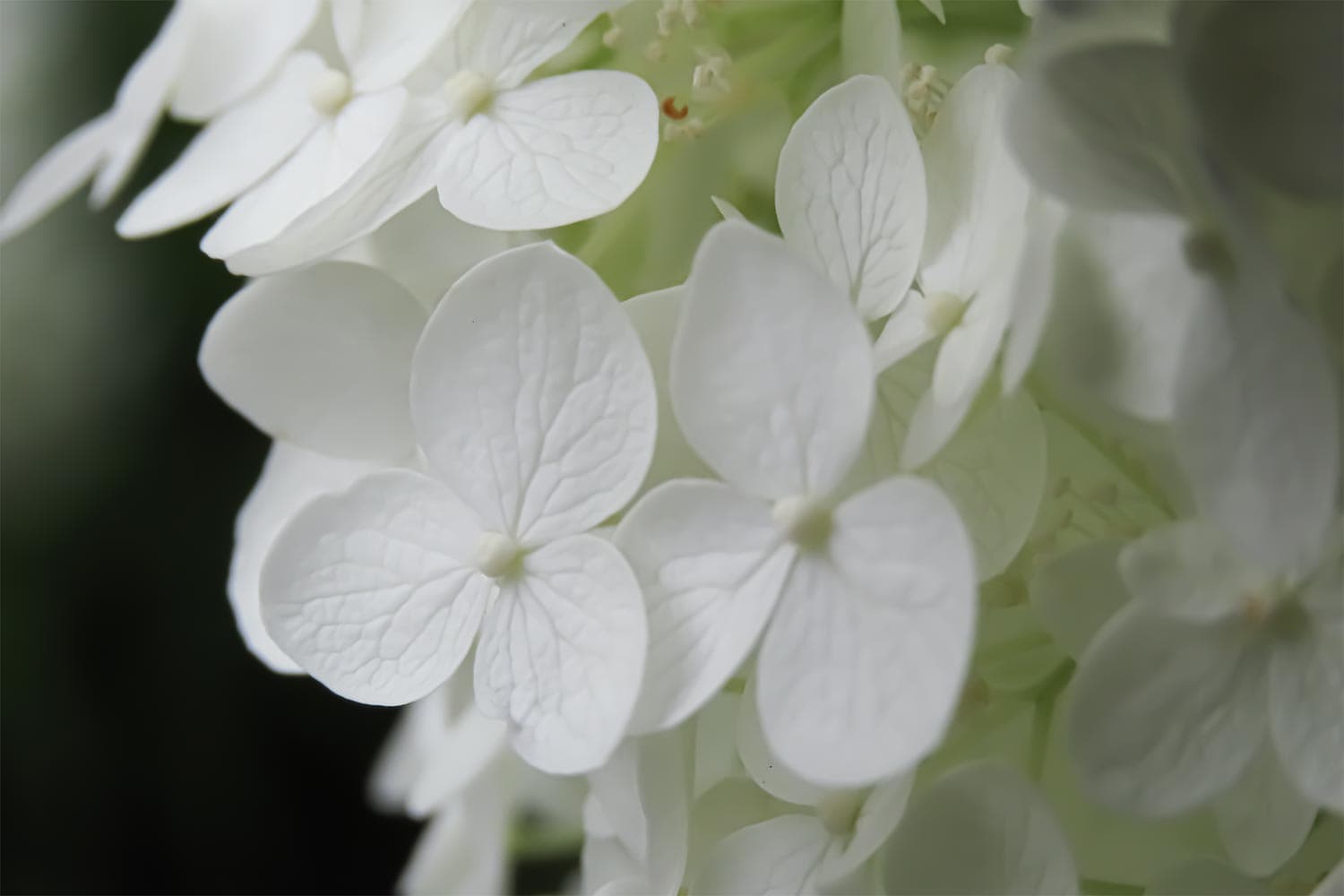 散歩道に咲く花 | アジサイ