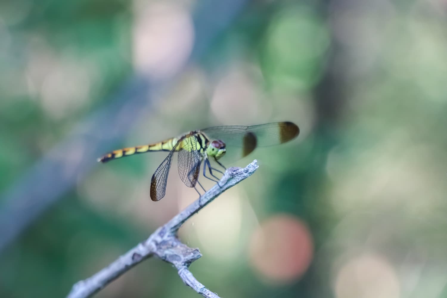 Sympetrum infuscatum  | ノシメトンボ