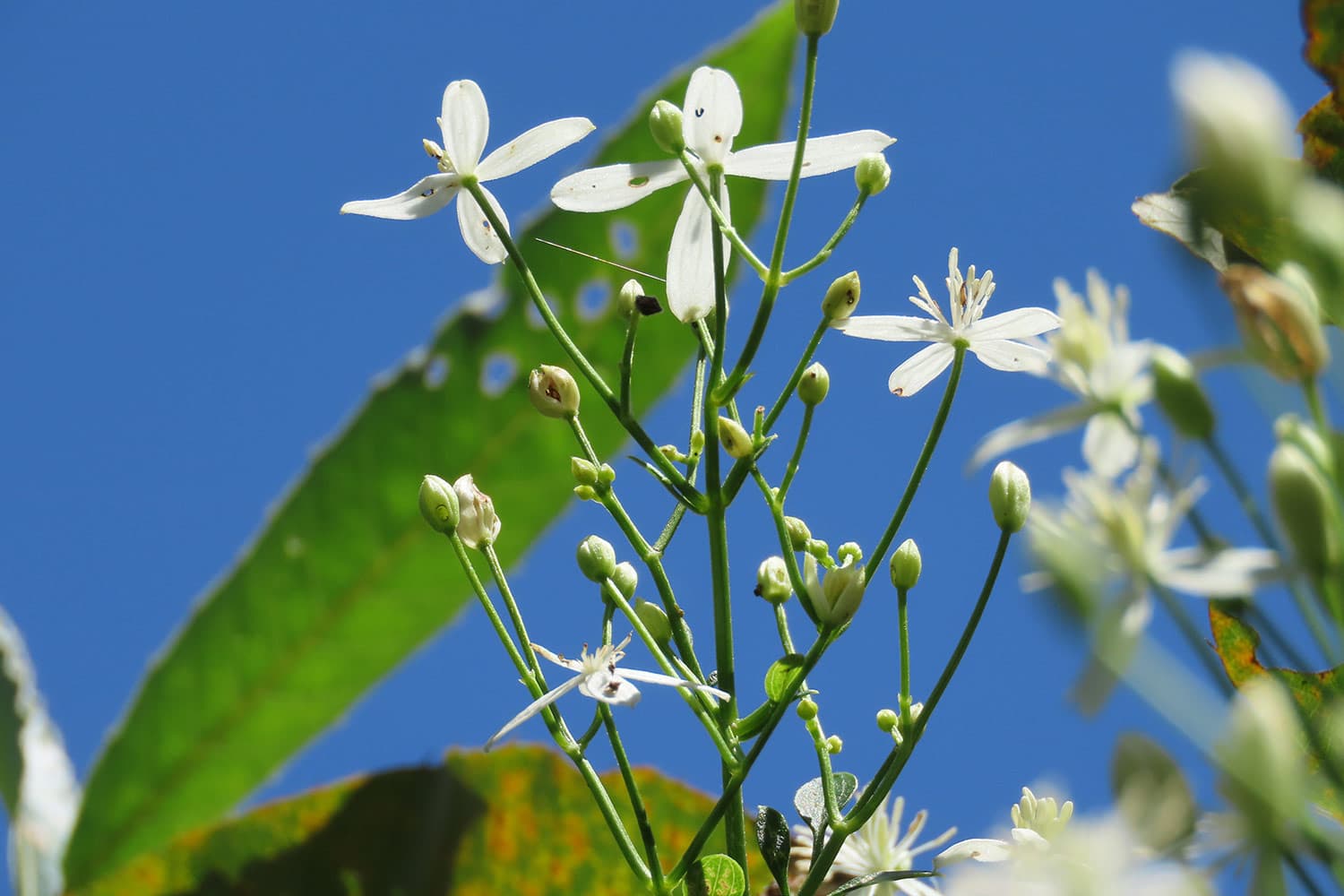 Clematis terniflora DC. | センニンソウ