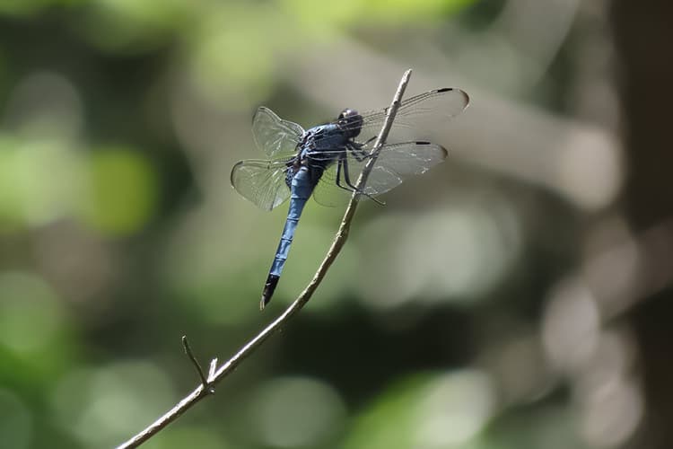 Orthetrum melania | オオシオカラトンボ