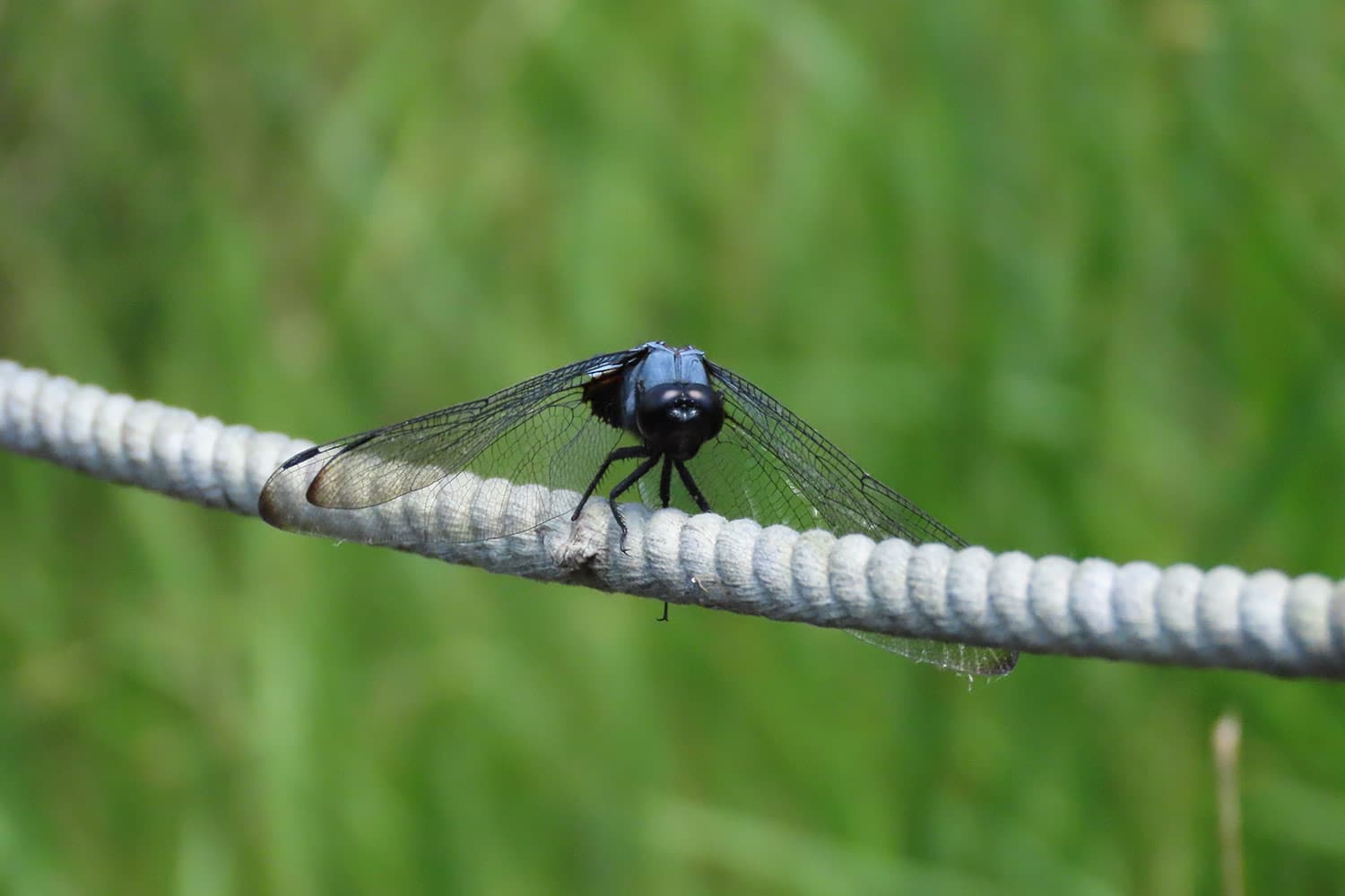 Orthetrum melania | オオシオカラトンボ〔オス〕