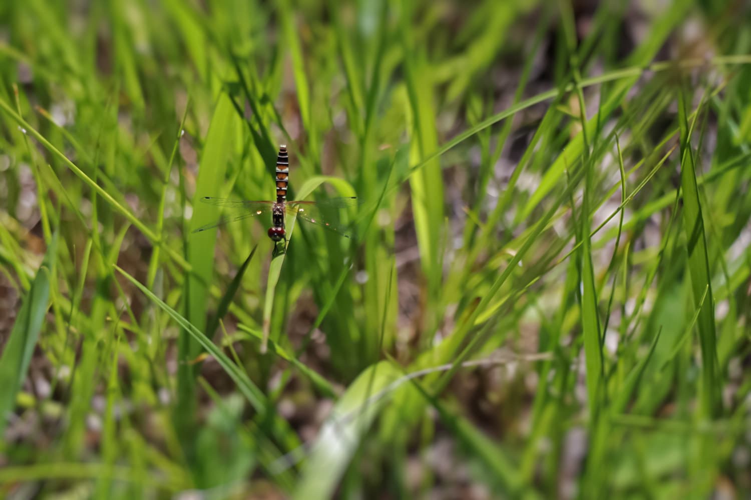 Nannophya pygmaea | ハッチョウトンボ〔メス〕