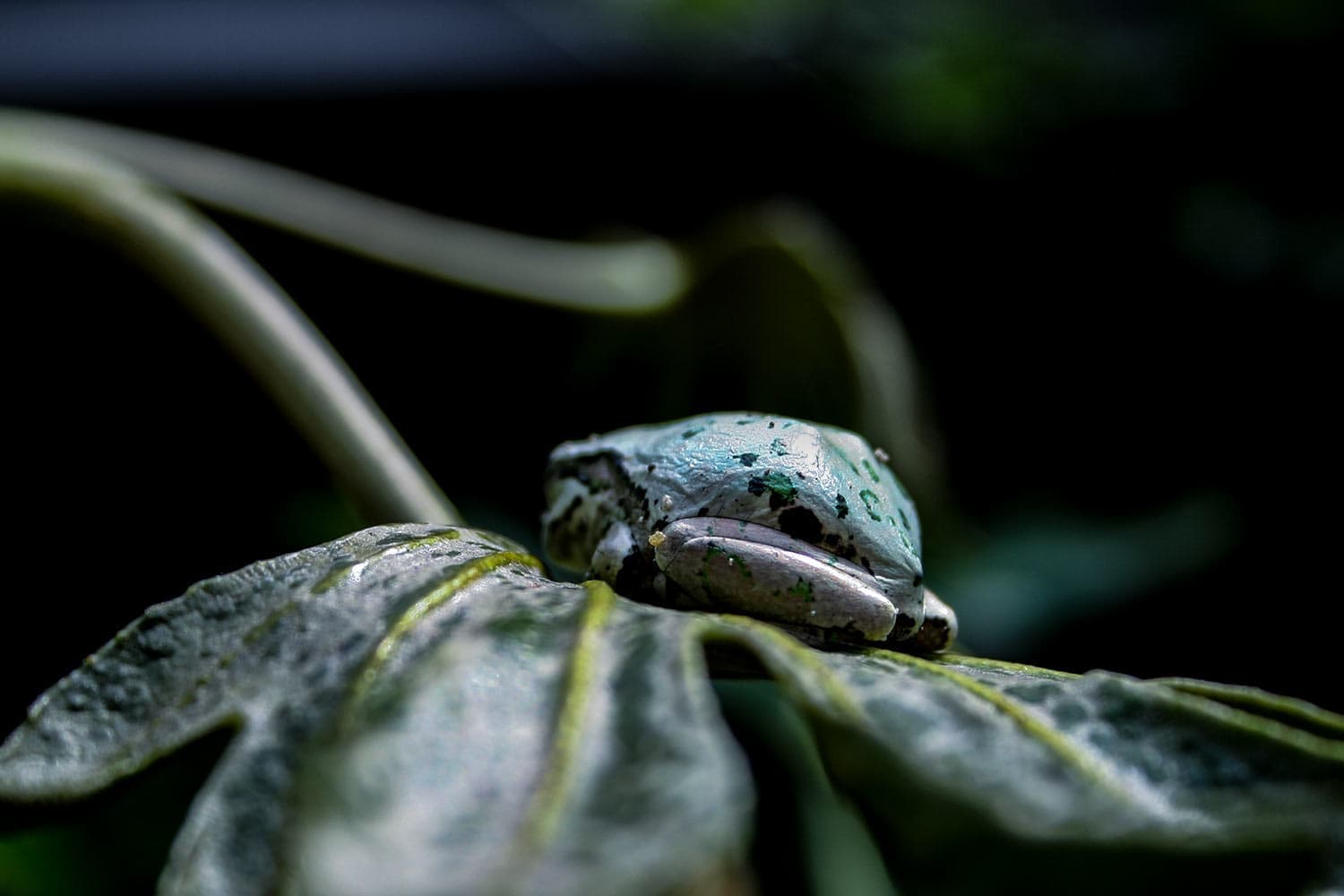 Japanese tree frog | ニホンアマガエル