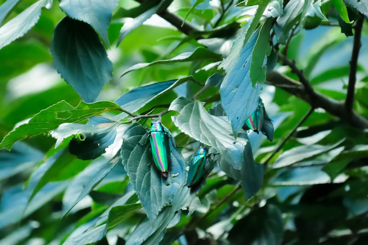 タマムシ | Chrysochroa fulgidissima