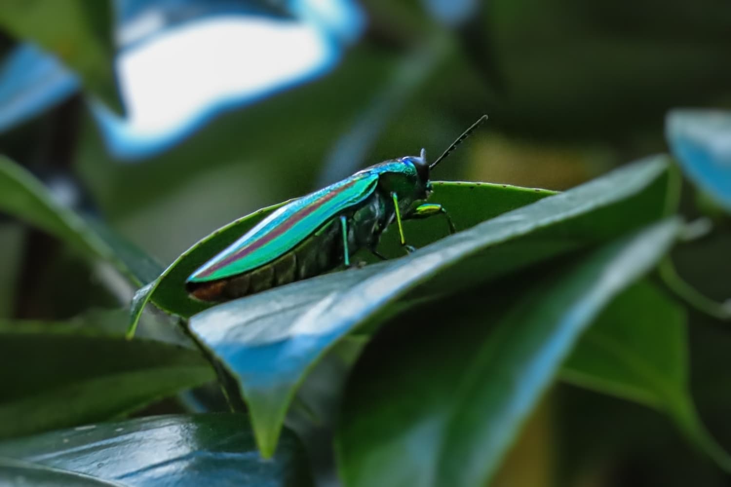 Chrysochroa fulgidissima | タマムシ