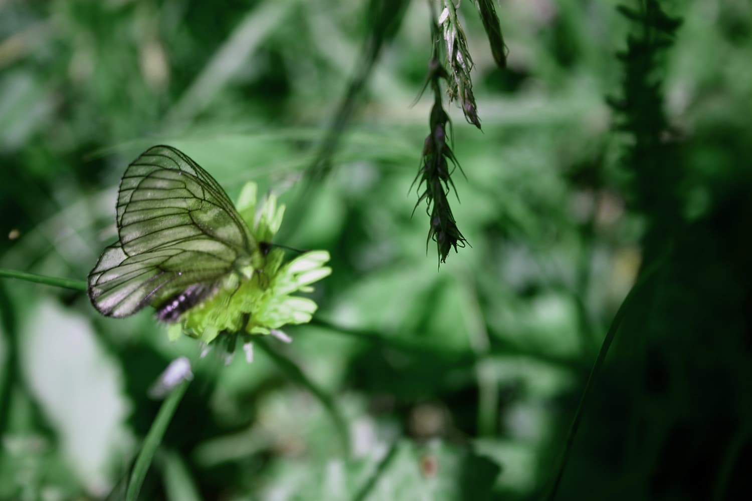 Parnassius citrinarius | ウスバシロチョウ