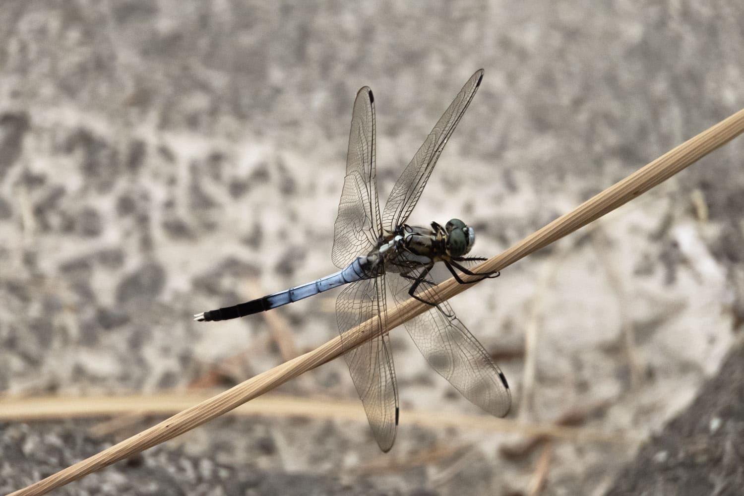 シオカラトンボ | Orthetrum albistylum speciosum