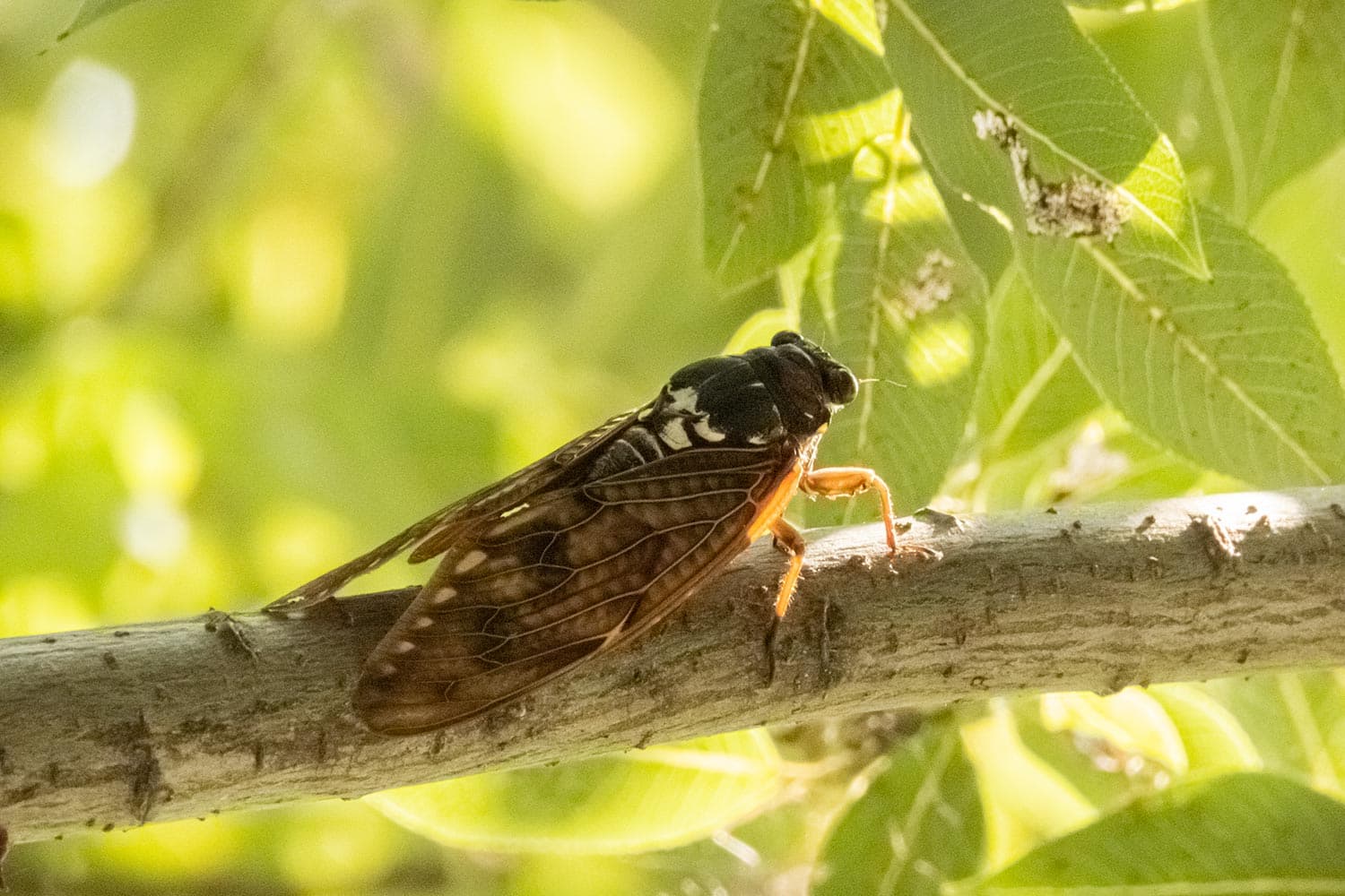 アブラゼミ | Graptopsaltria nigrofuscata