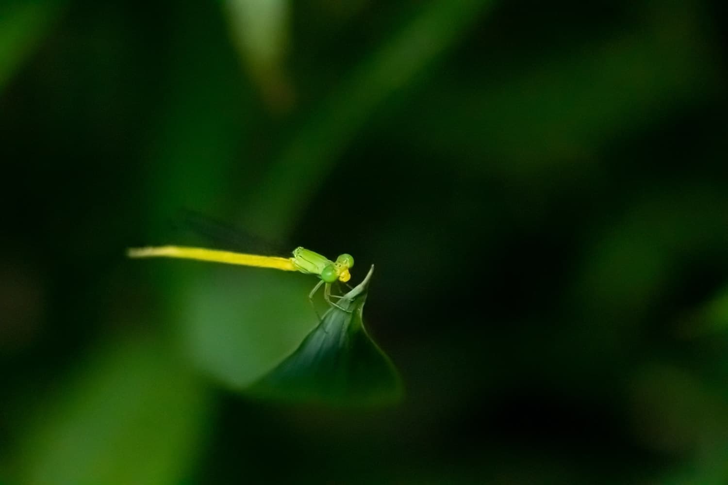 キイトトンボ | Ceriagrion melanurum