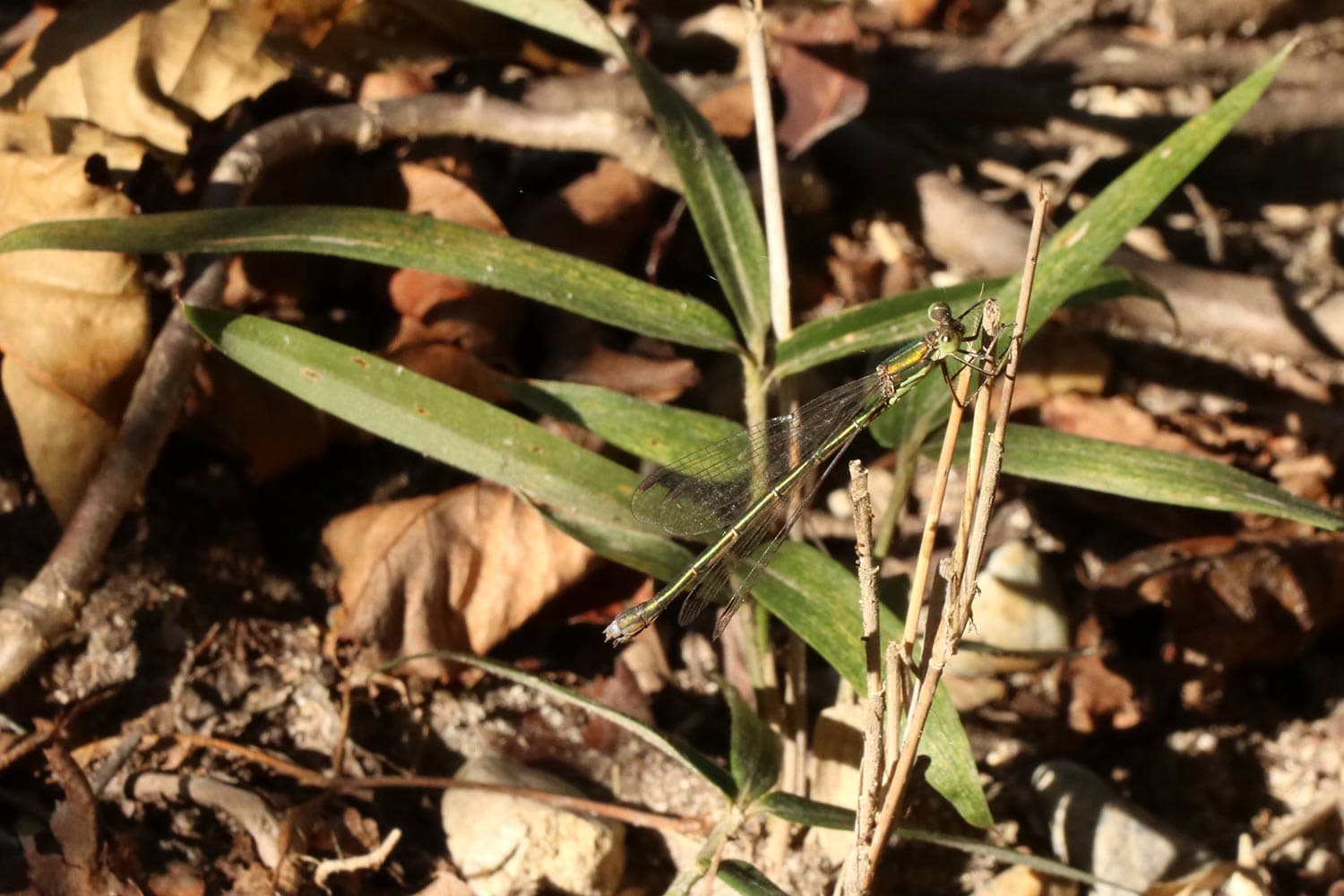 オオアオイトトンボ | Lestes temporalis