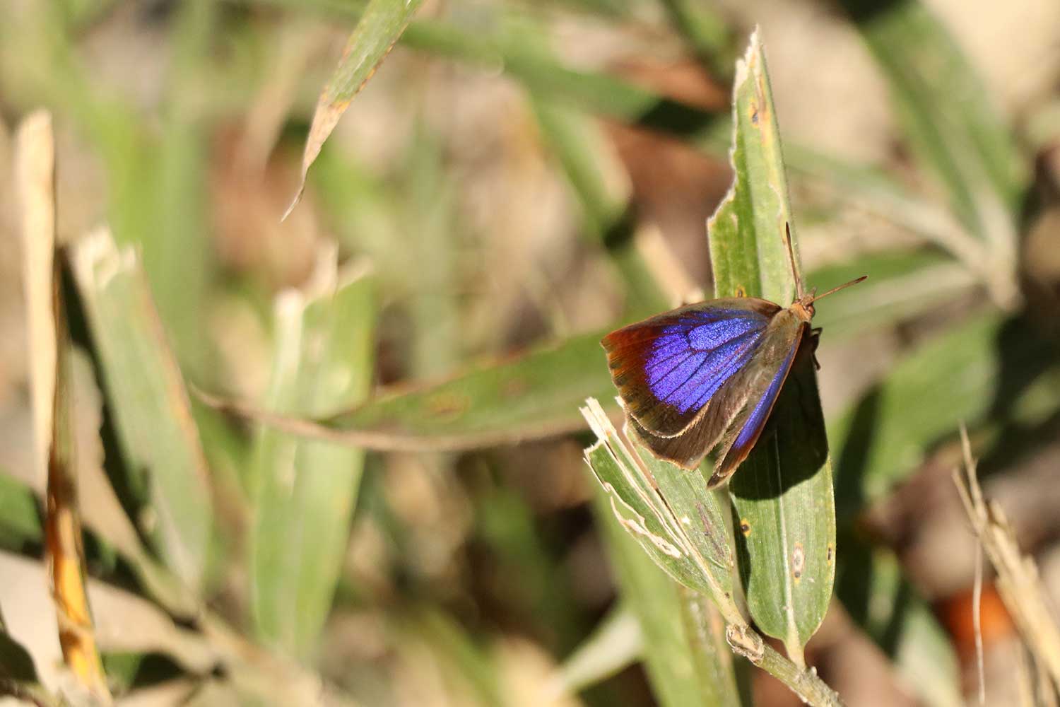 Narathura japonica | ムラサキシジミ