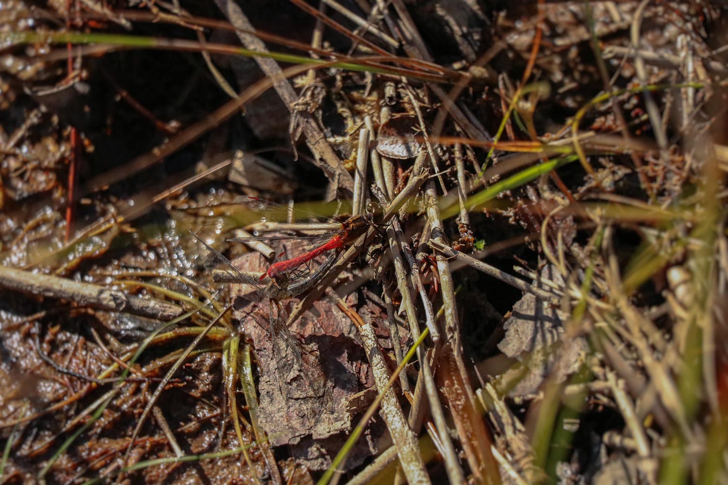 マユタテアカネ | Sympetrum eroticum eroticum