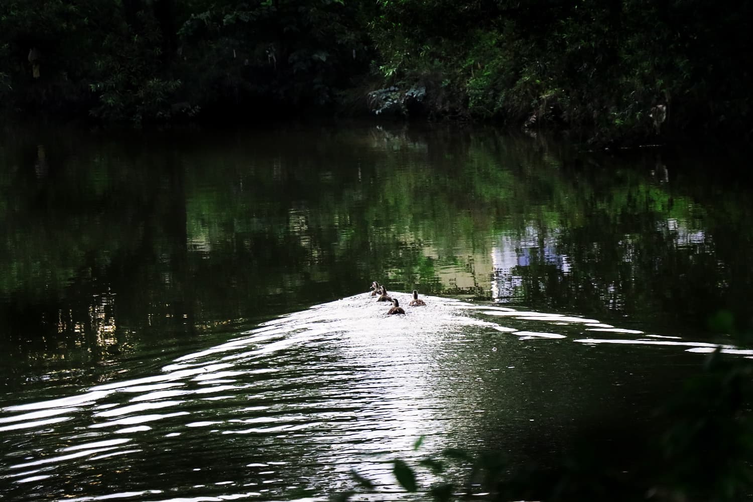 カルガモ | Spot‐billed duck