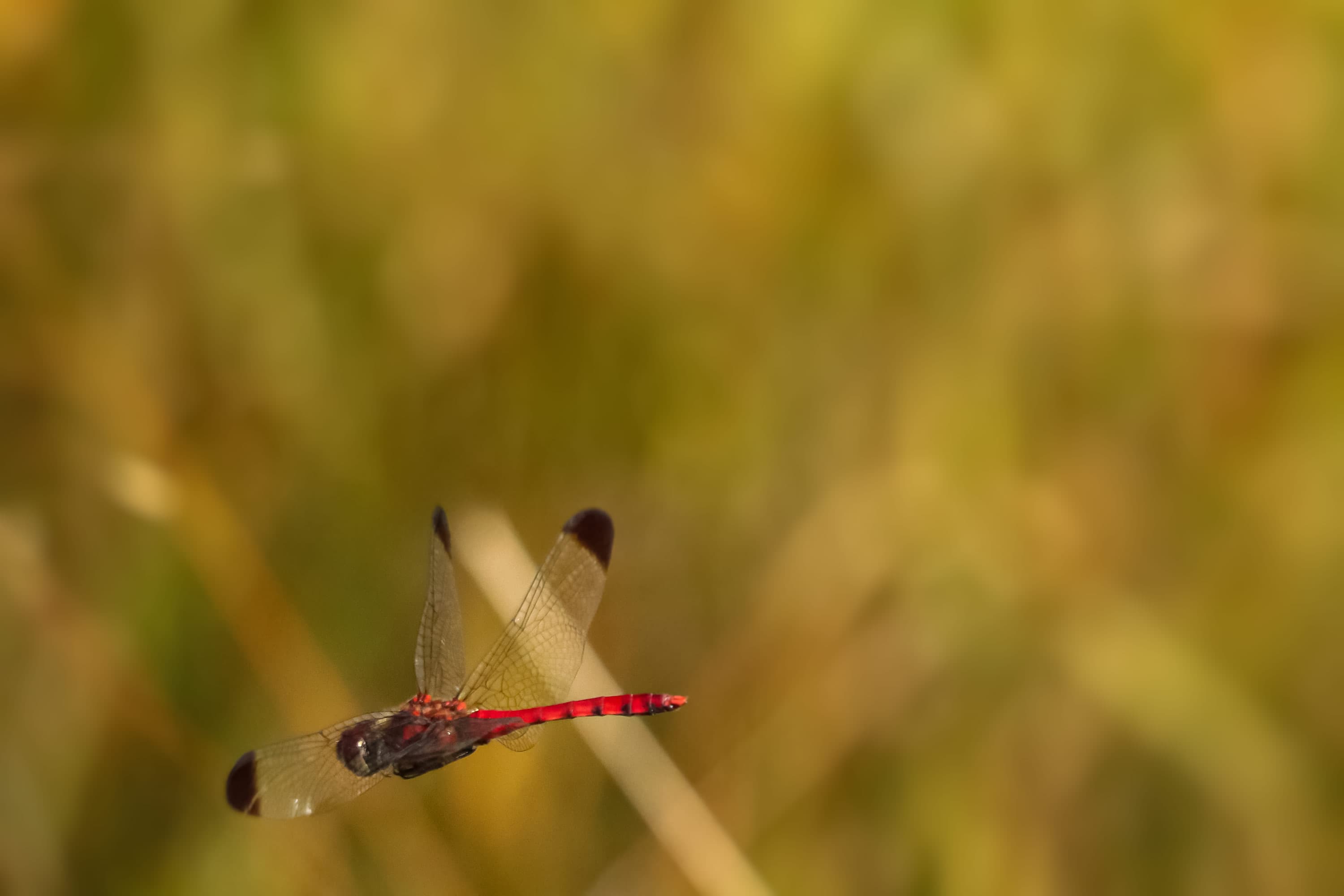 コノシメトンボ | Sympetrum baccha matutinum