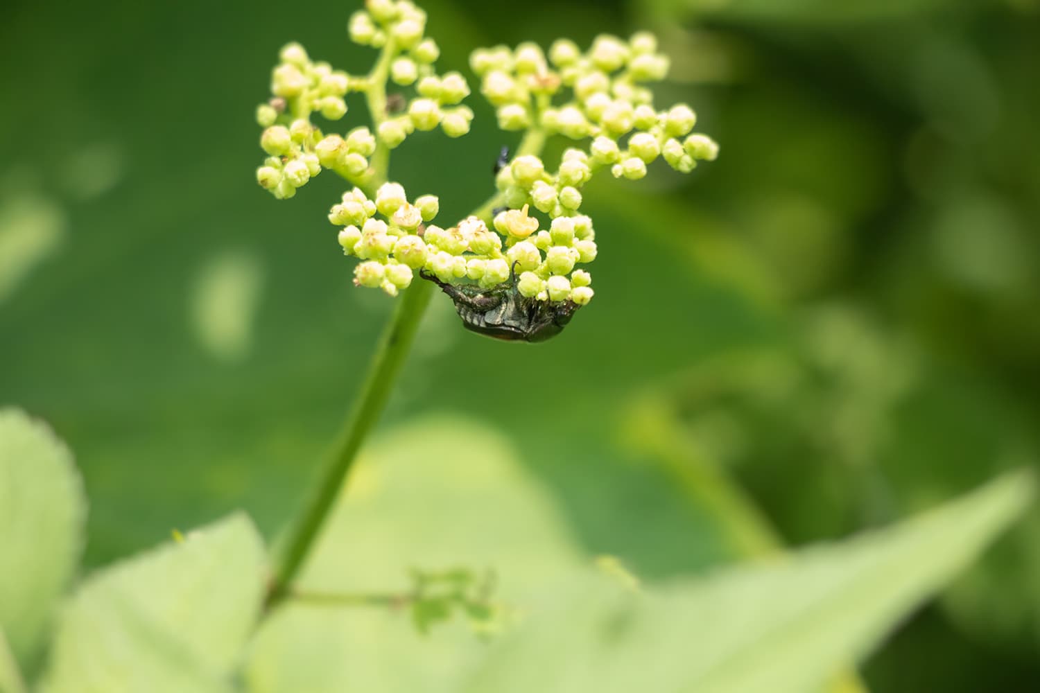 主に葉を食べる