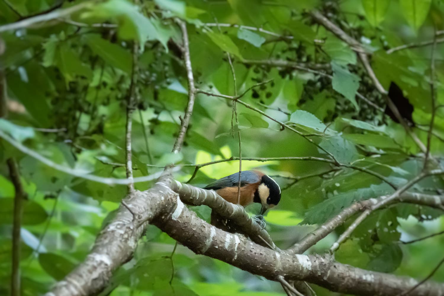 枝の上で食事をするヤマガラ