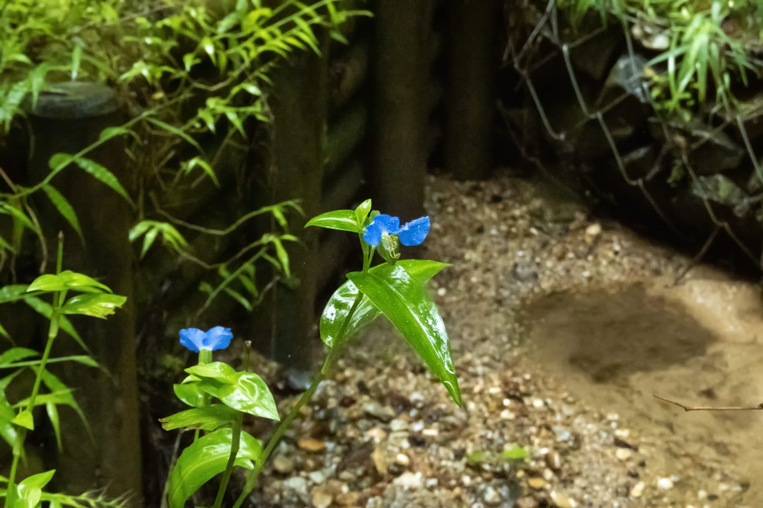 住宅地の空地に群生するツユクサ