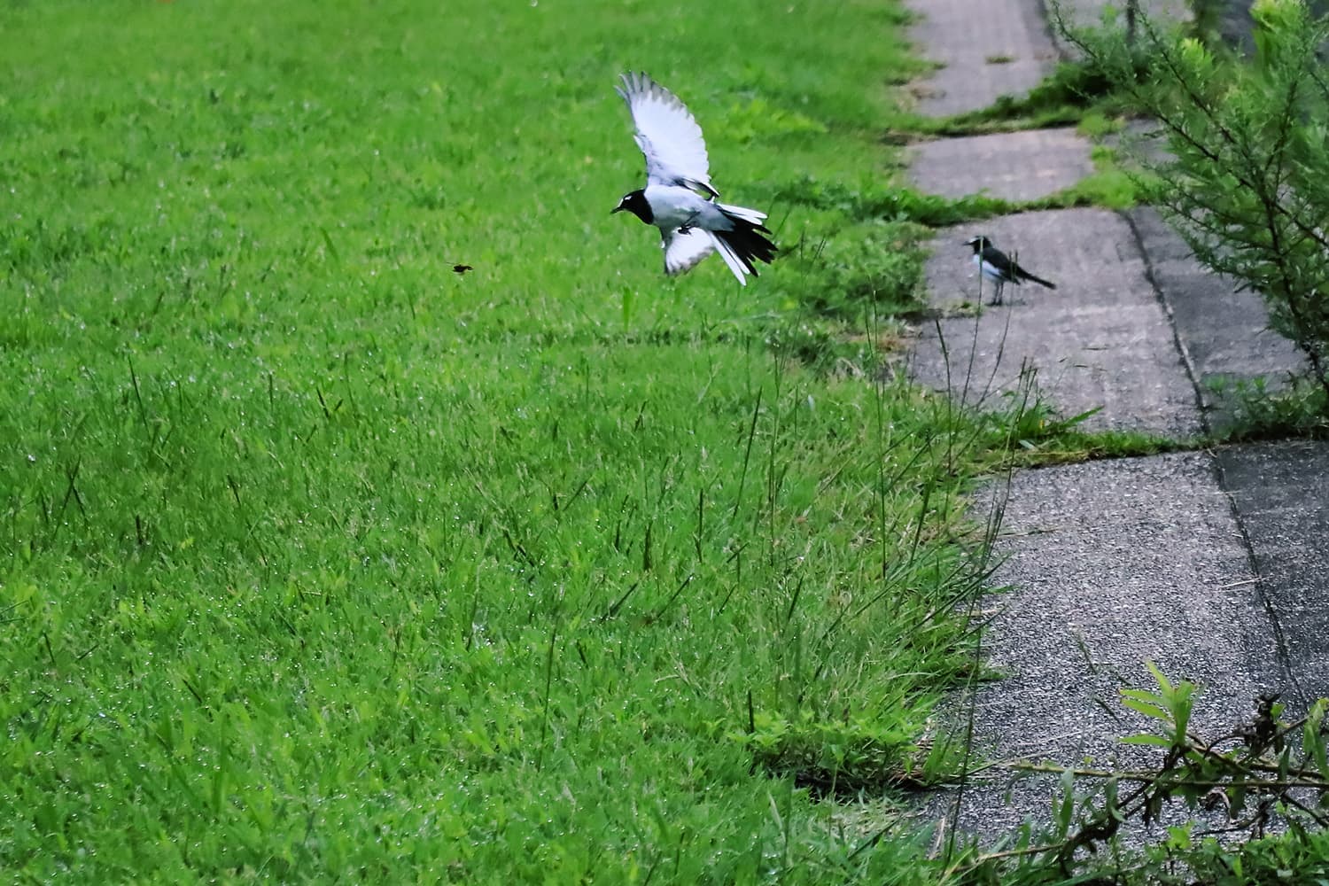 セグロセキレイ | Japanese wagtail