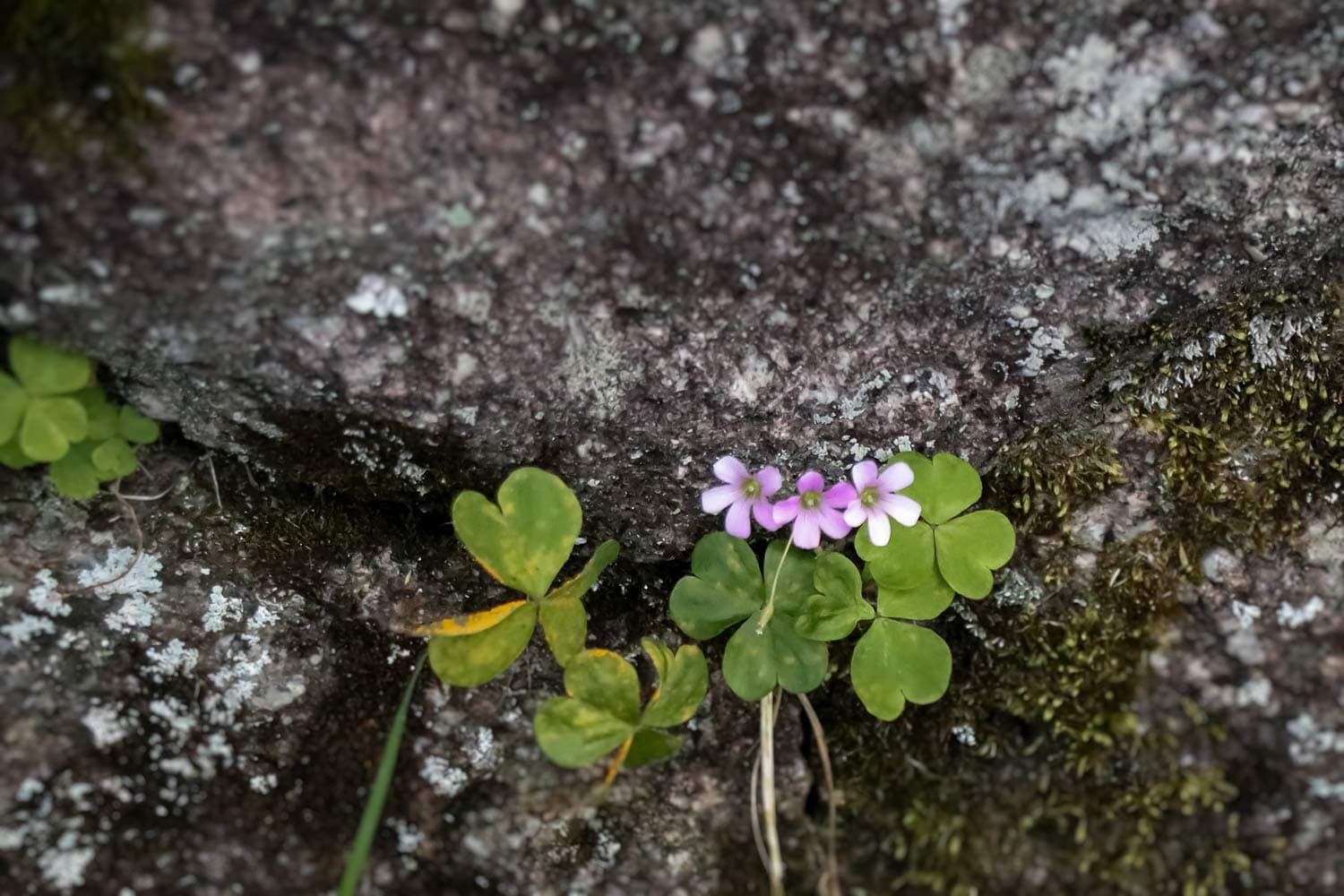 石積みの隙間に咲くピンクの花