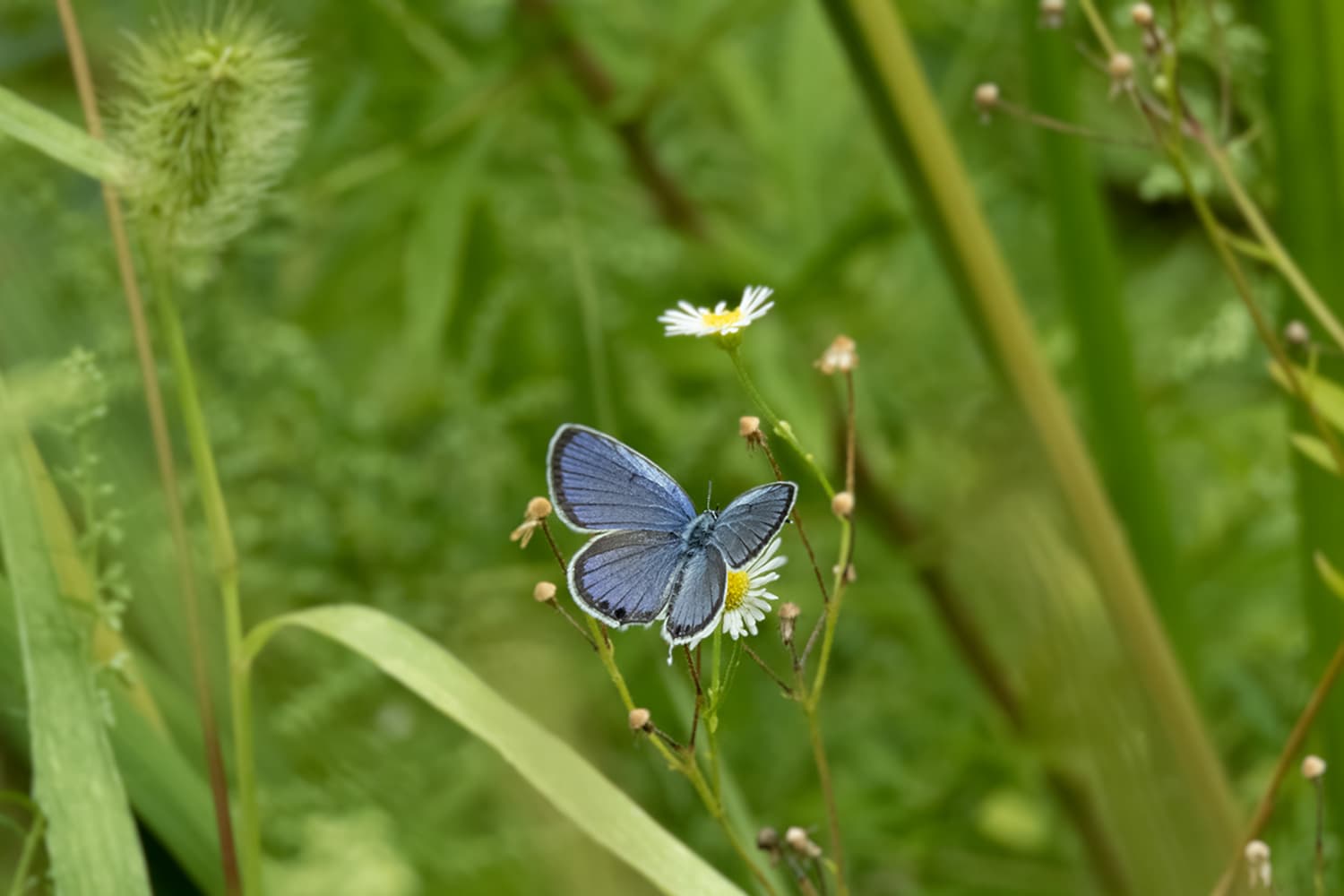 Erynnis montanus | ミヤマセセリ