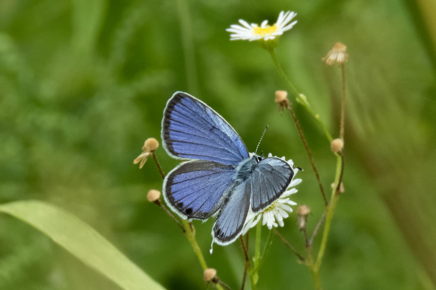 Erynnis montanus | ミヤマセセリ