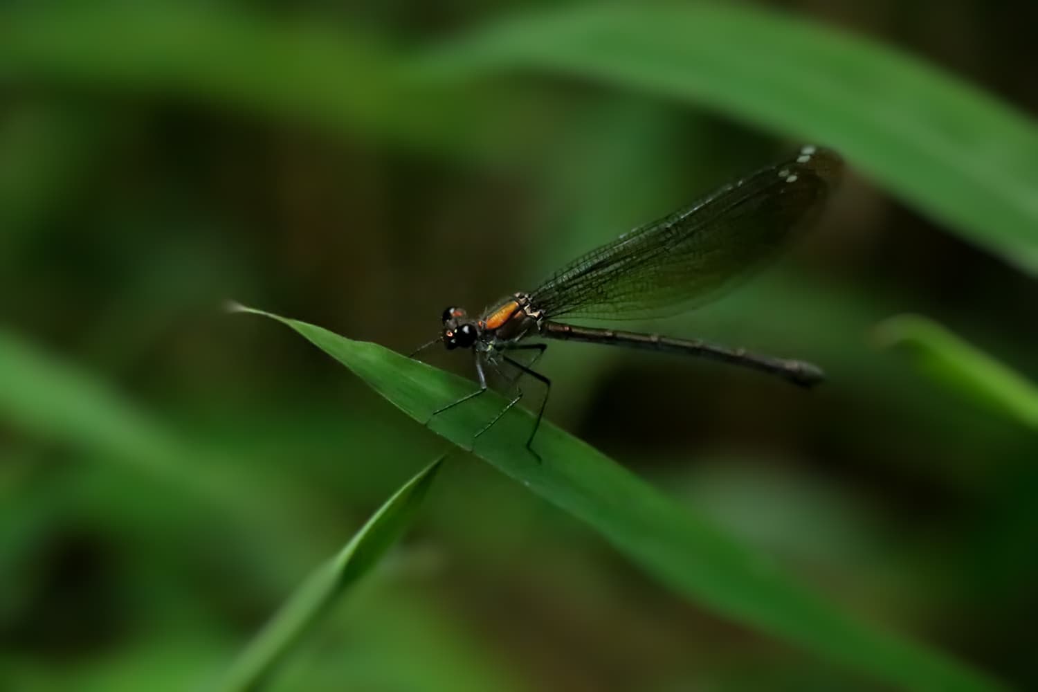 茶褐色の光沢