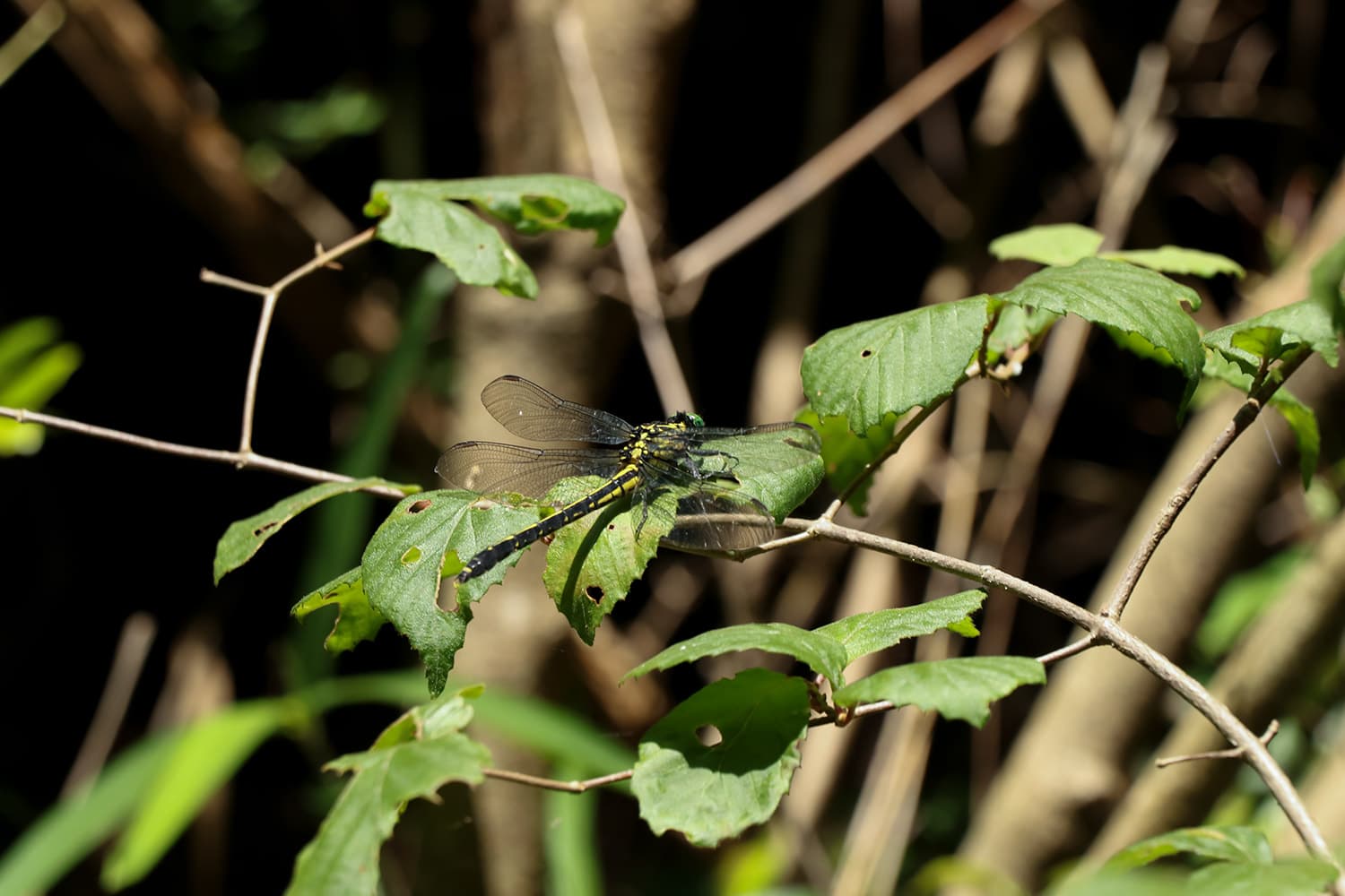 ヤマサナエ | Asiagomphus melaenops