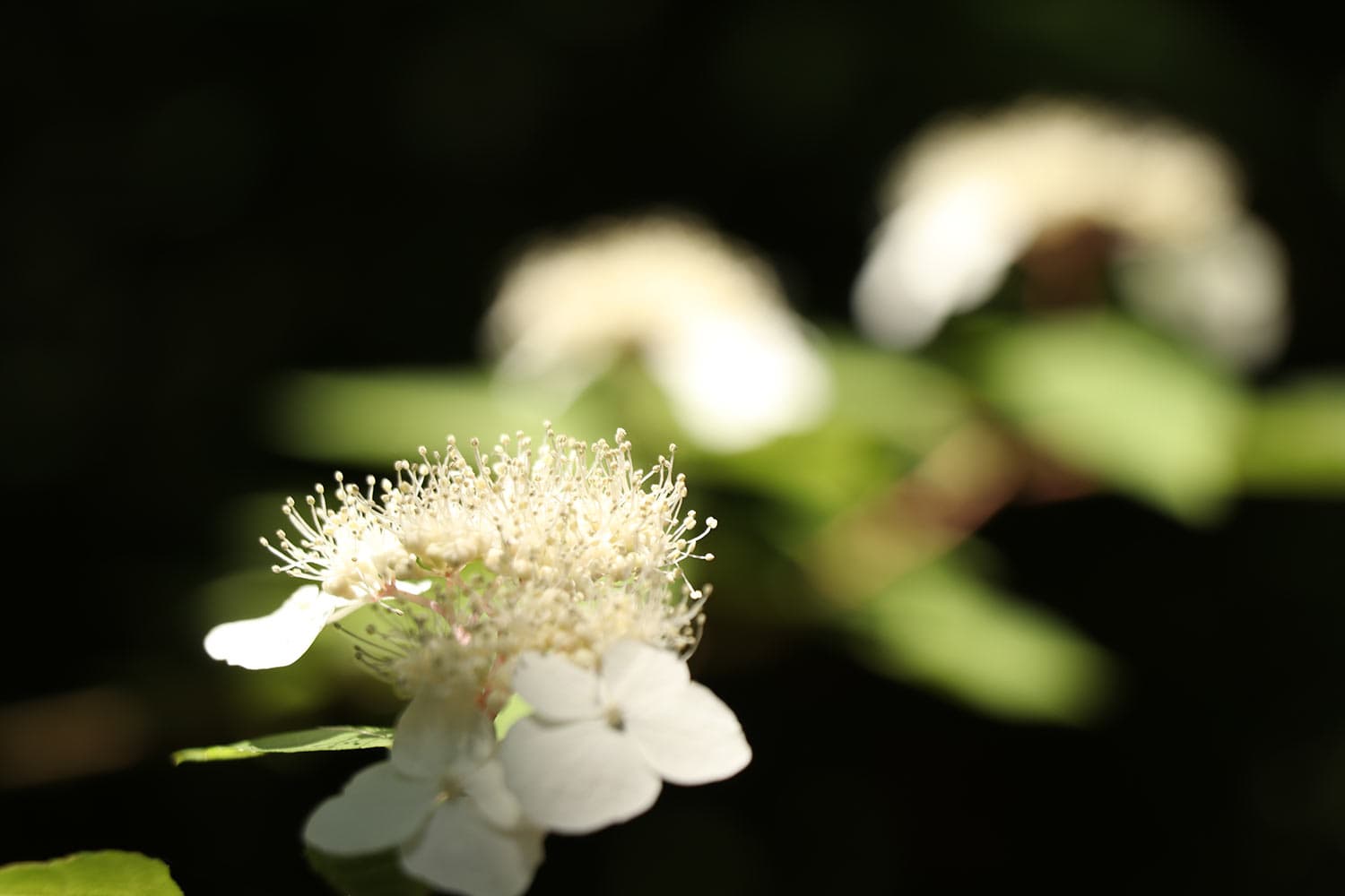 Hydrangea serrata | ヤマアジサイ