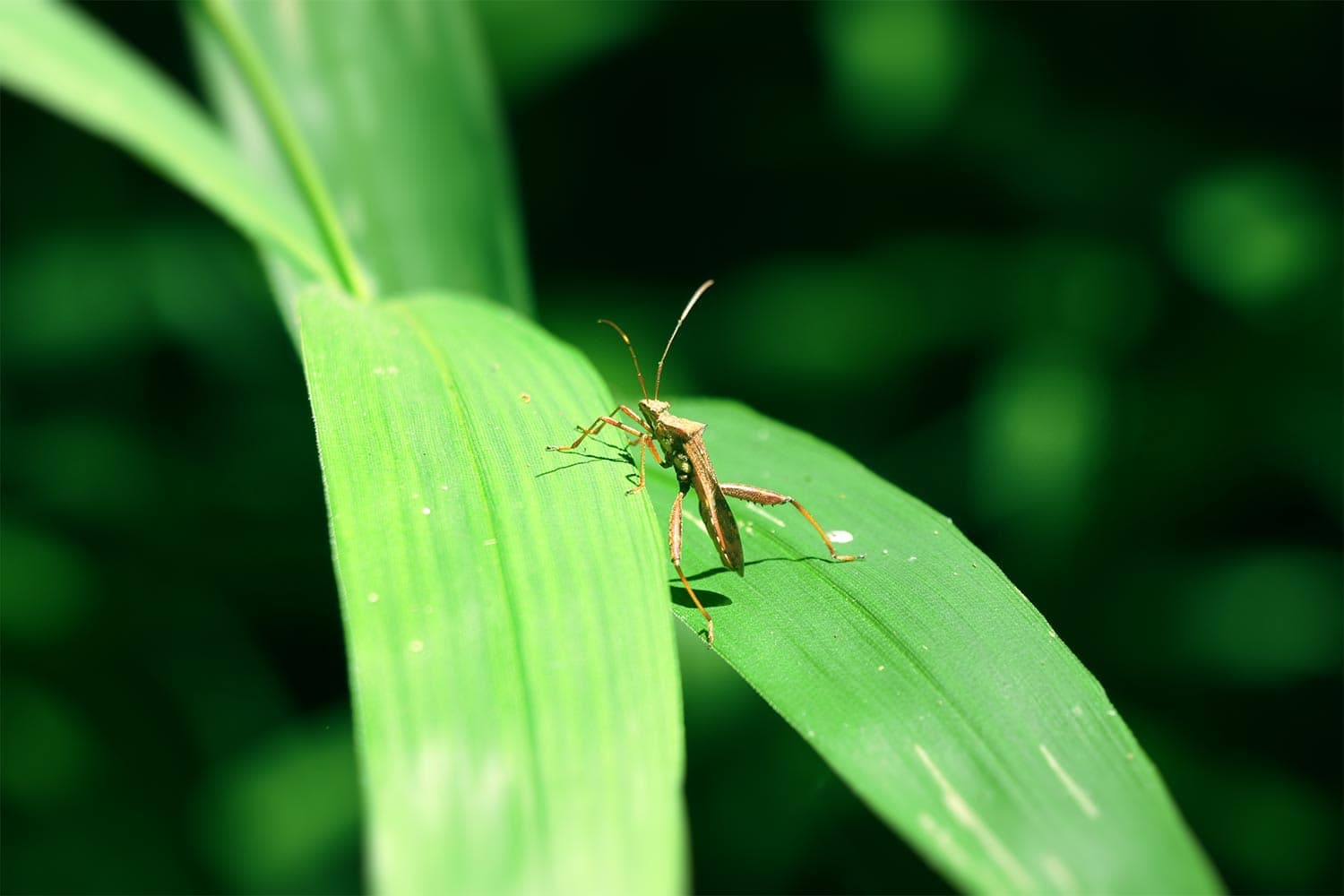 Stink bug〔Unspecified〕 | カメムシ