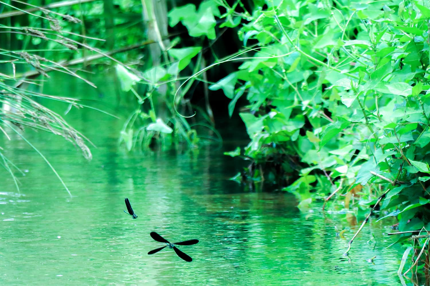 Calopteryx atrata | ハグロトンボの争い