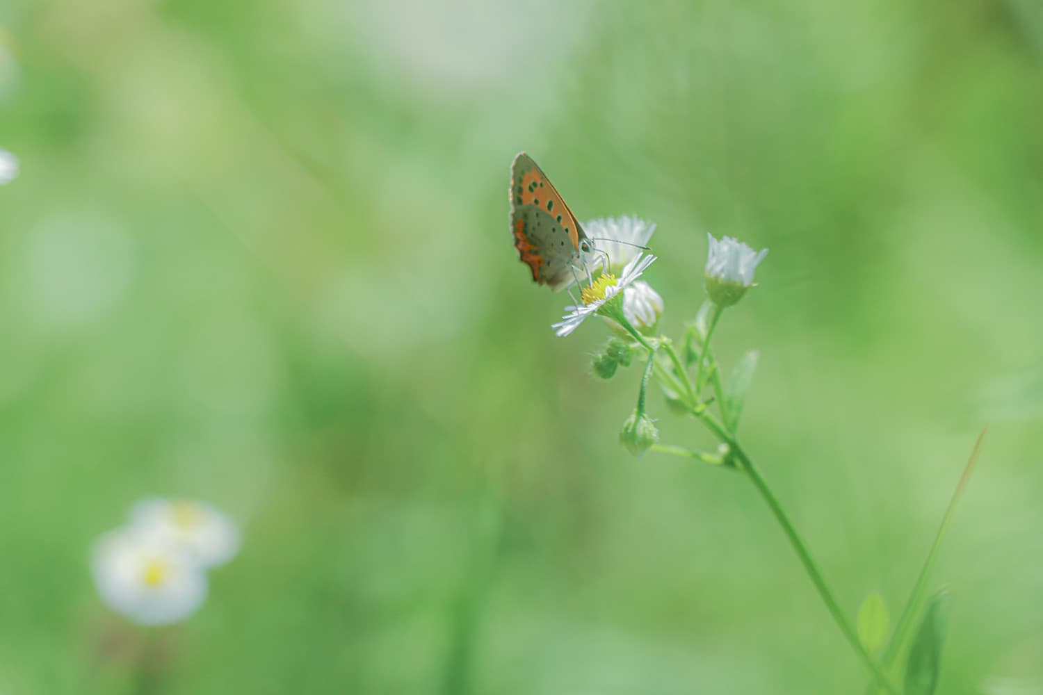 ベニシジミ | Lycaena phlaeas