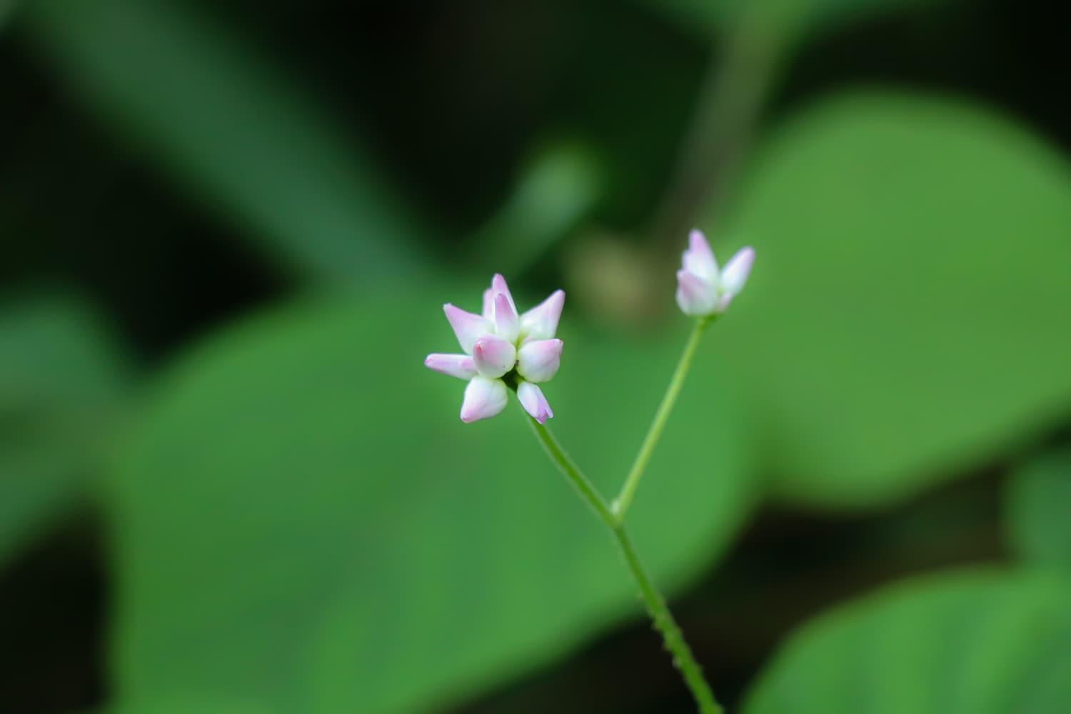 林道に咲く小さな花