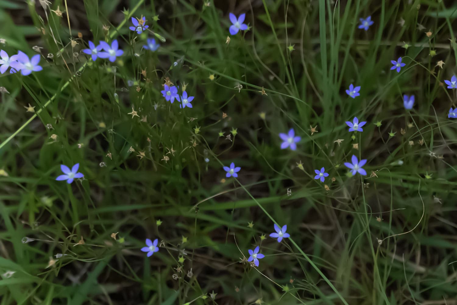 散歩道に咲く小さな花