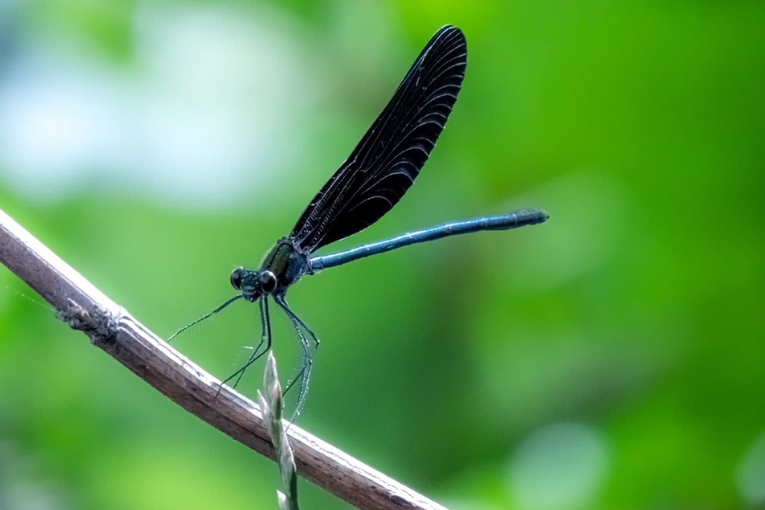 ハグロトンボ | Calopteryx atrata