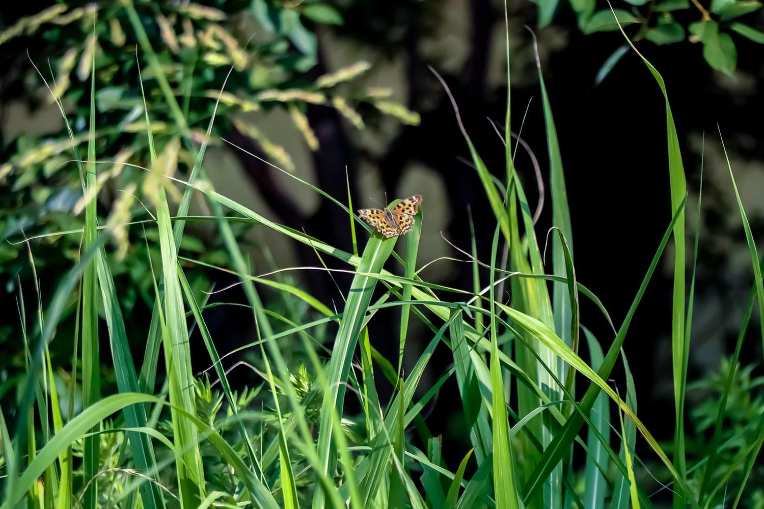 Polygonia c-aureum | キタテハ