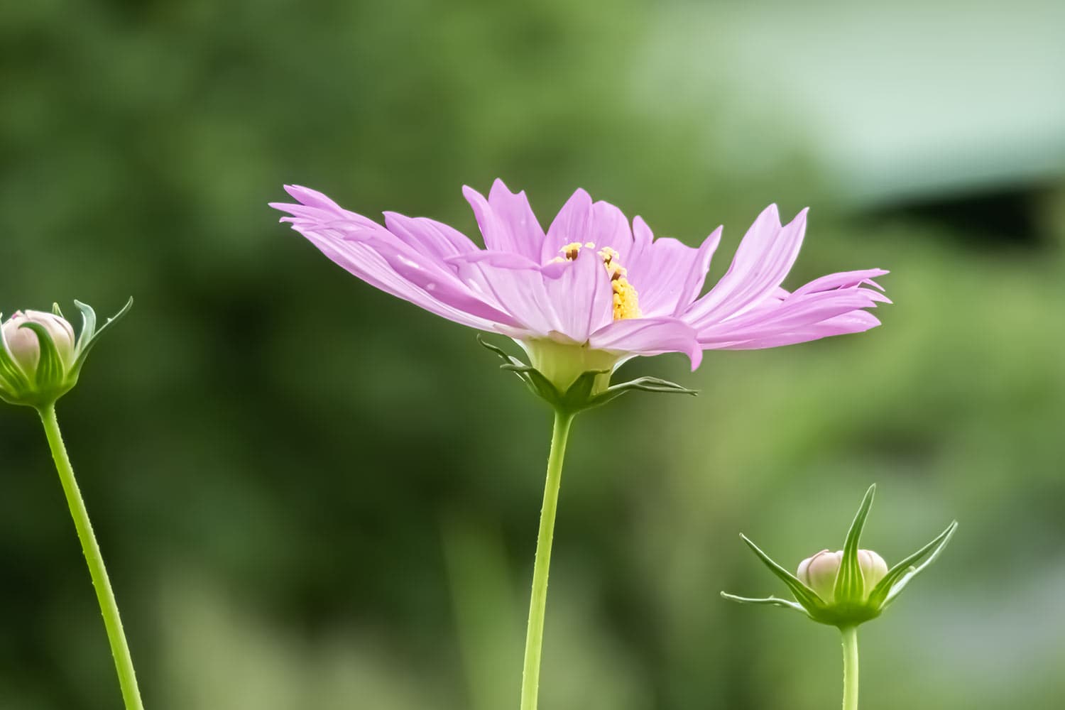 散歩道に咲く薄ピンクの花 | コスモス