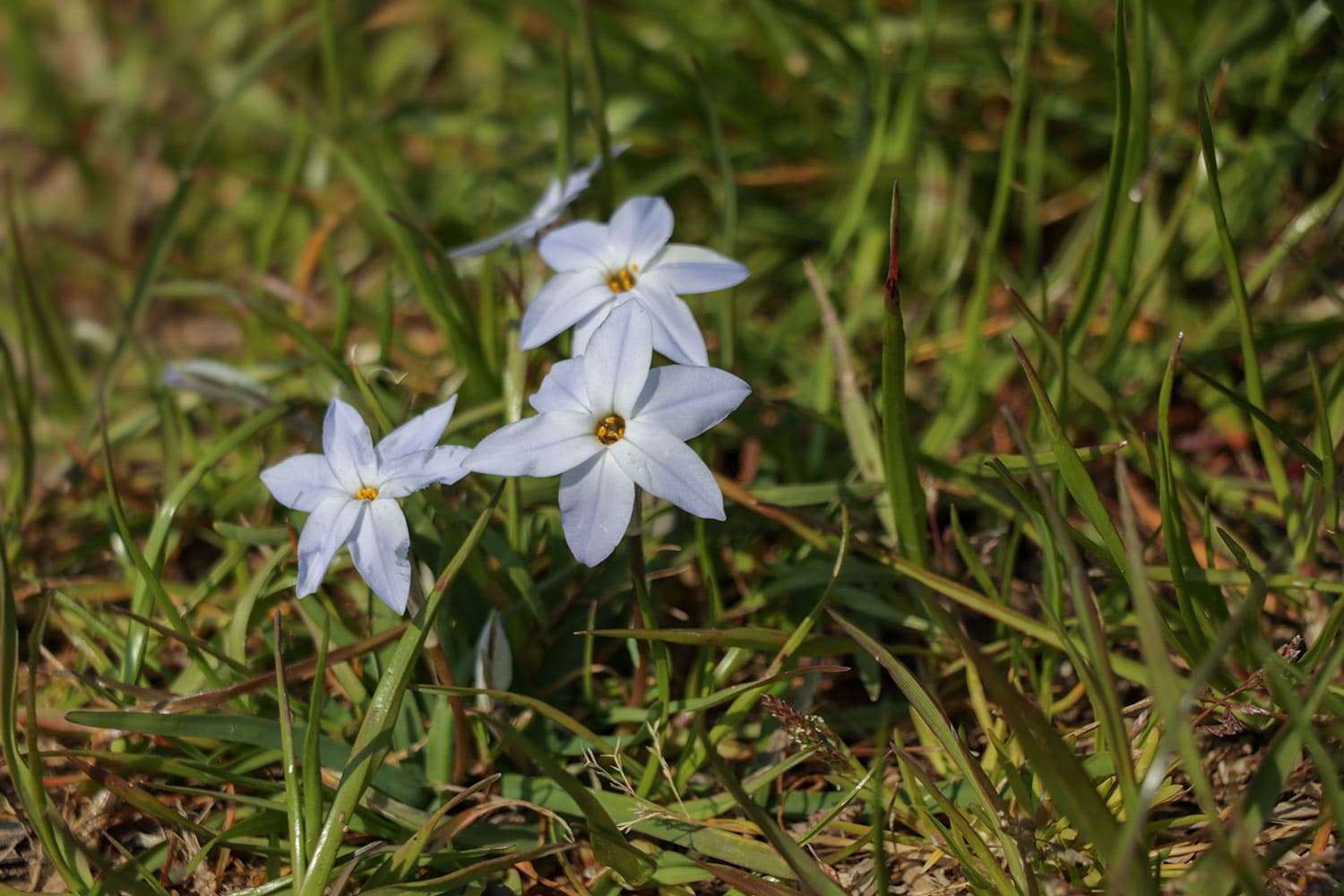 道端に咲く花〔3月〕