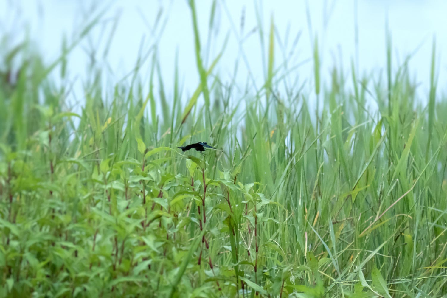 チョウトンボ | Rhyothemis fuliginosa