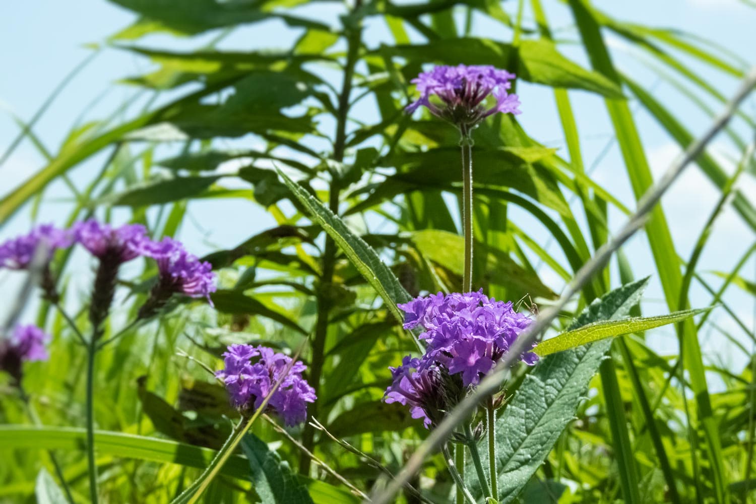 散歩道に咲く赤紫の花〔7月〕