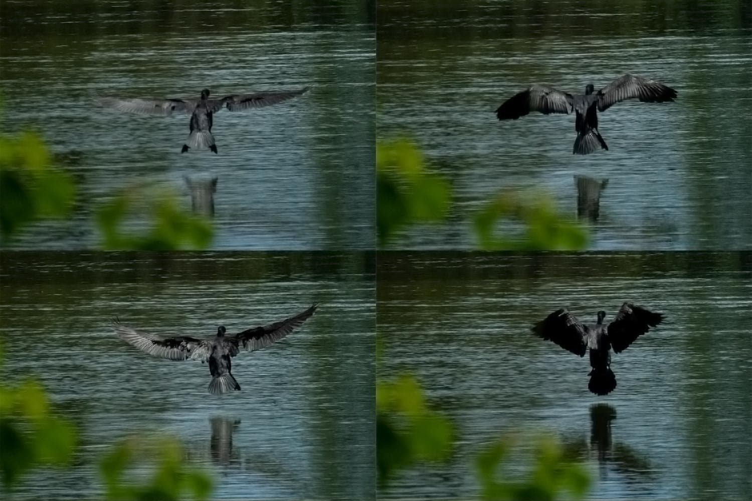 カワウの着水〔1〕