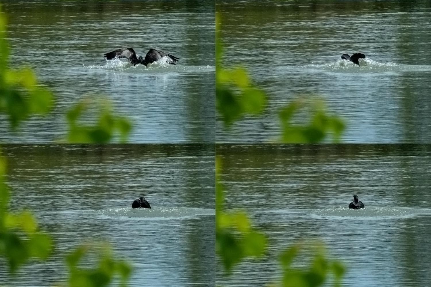 カワウの着水〔2〕