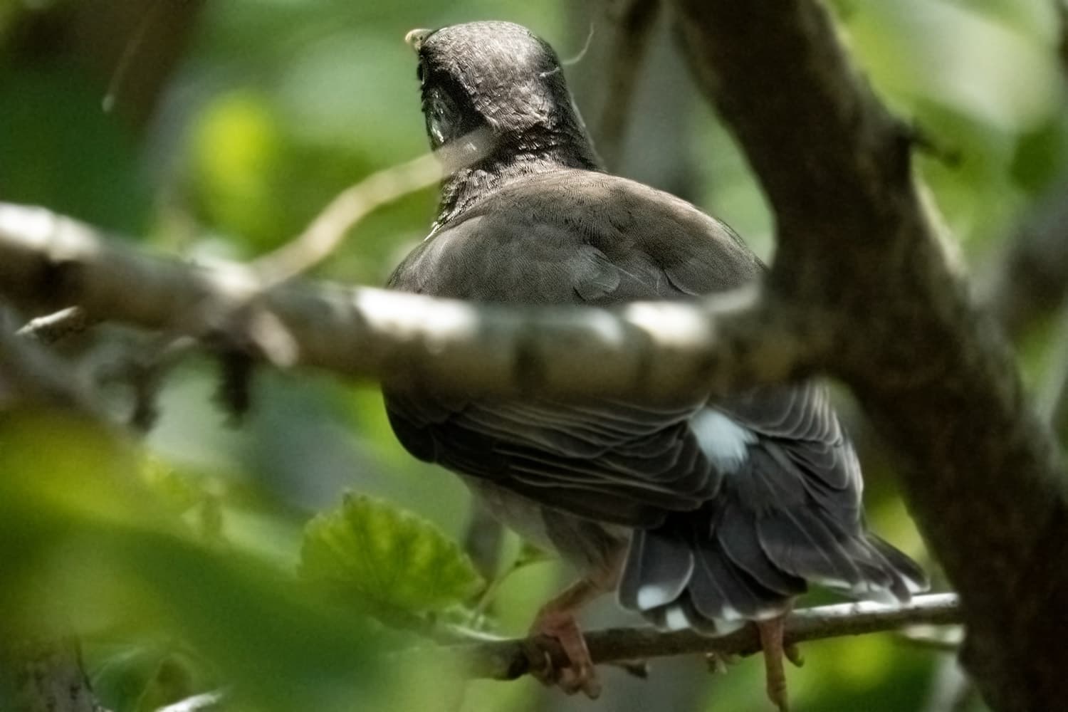 ムクドリ | Sturnus cineraceus