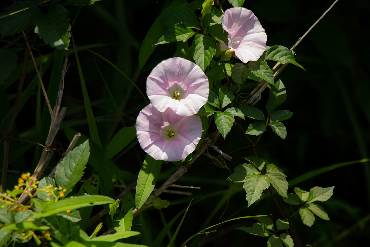 Calystegia japonica | ヒルガオ