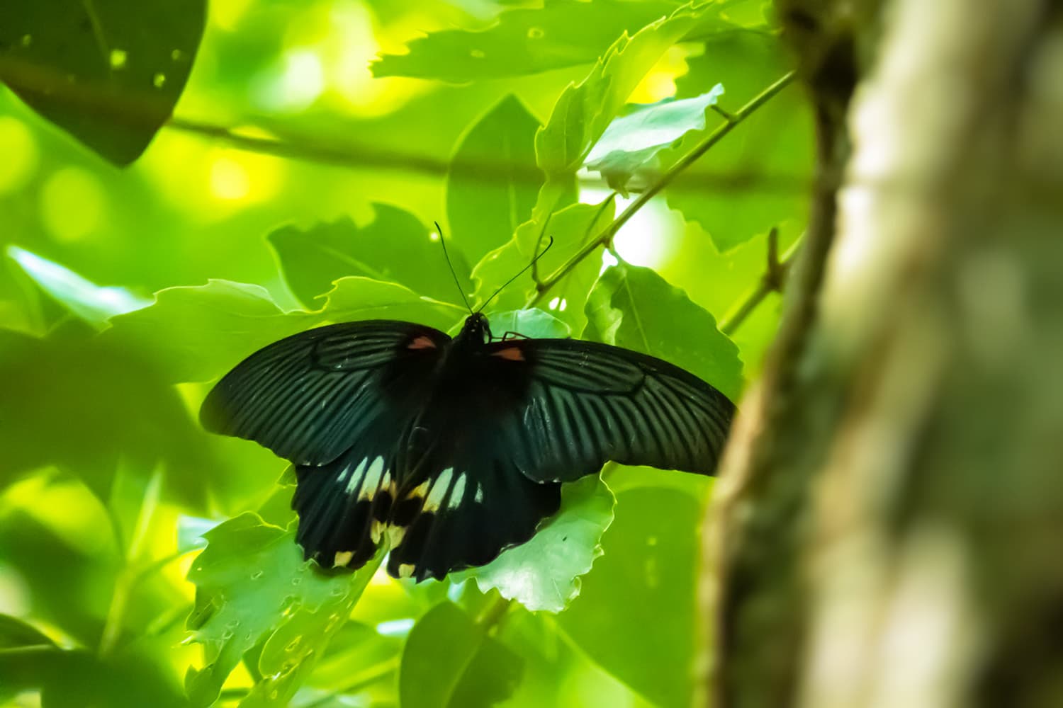 Papilio memnon | ナガサキアゲハ