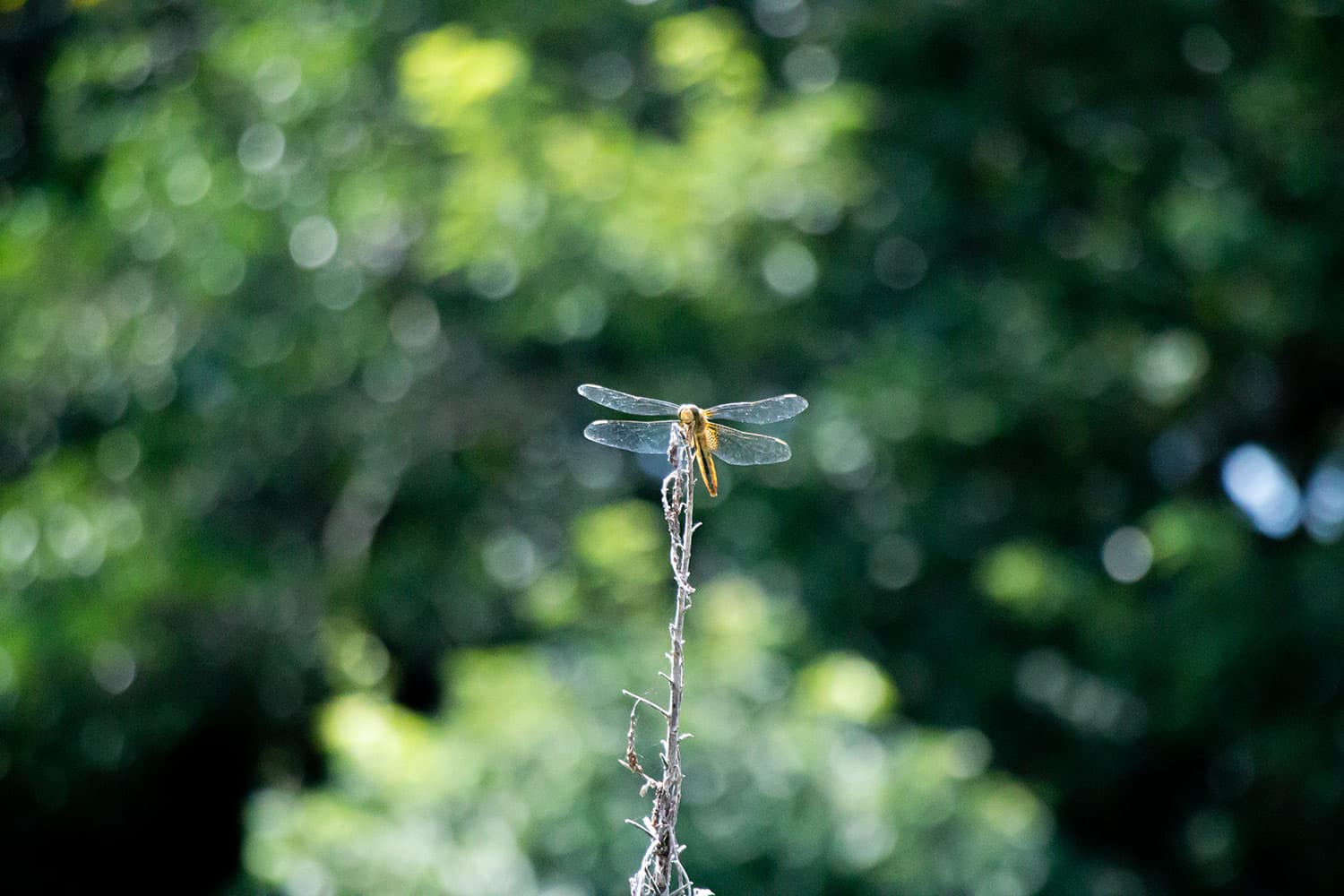 ネキトンボ | Sympetrum speciosum speciosum