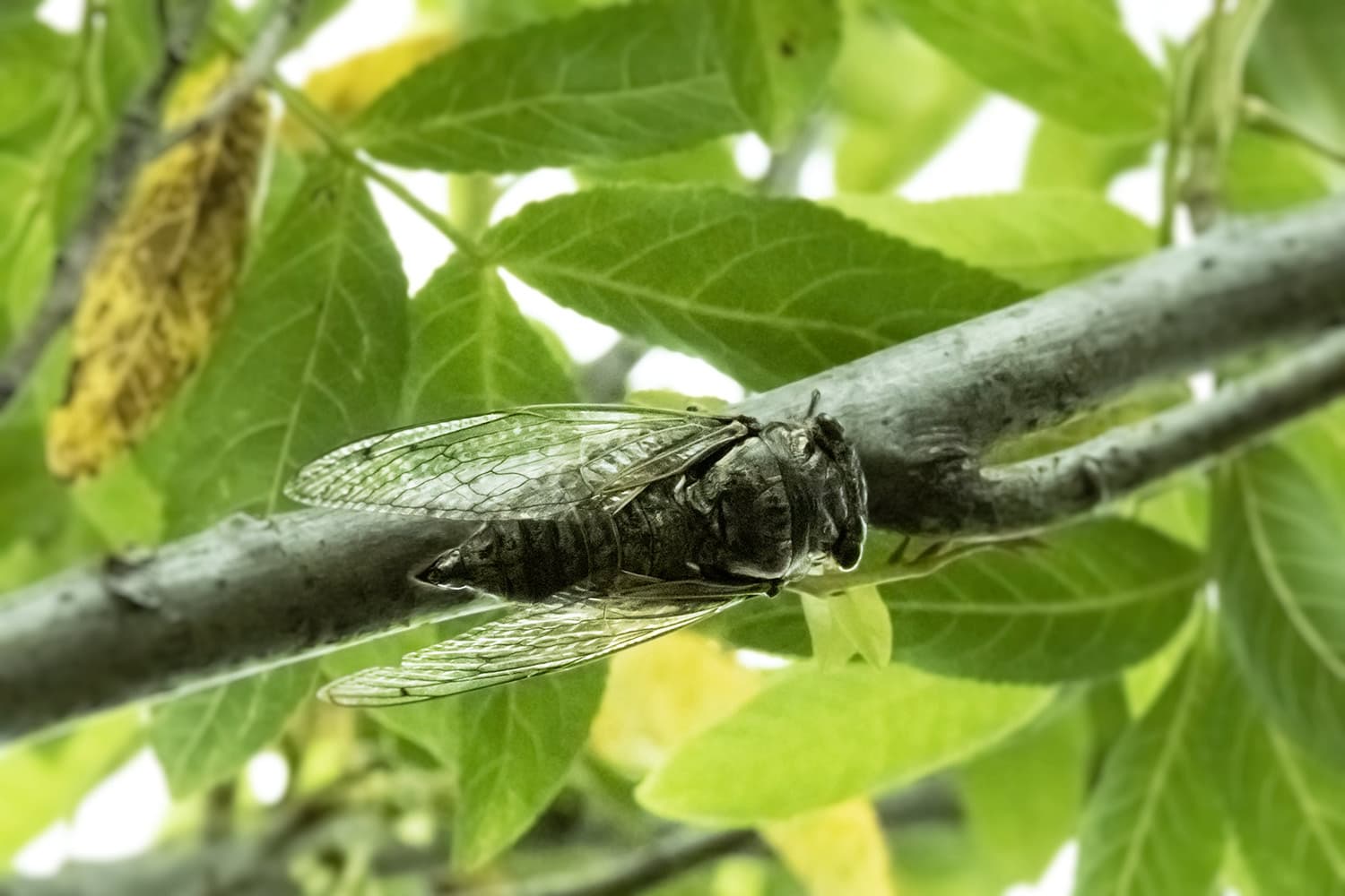 Cryptotympana facialis | クマゼミ